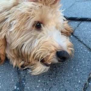 Meet your Posher, Lucy